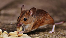 24 Hour & Emergency Exterminators in Jackson, TN